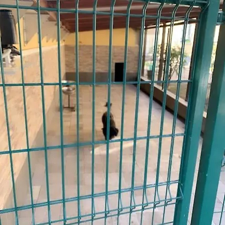 Pongo Appartement
